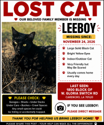 Lost Male Cat last seen W Gloria Switch and Malapart, Carencro, LA 70520
