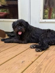 Reunited Male Dog last seen Marshall, nc, Marshall, NC 28753
