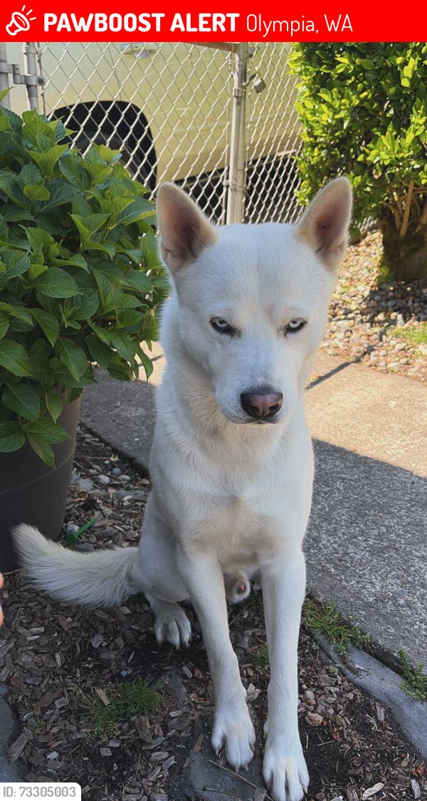 Lost Male Dog last seen lacey/olympia washington, Olympia, WA 98516