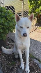 Lost Male Dog last seen lacey/olympia washington, Olympia, WA 98516