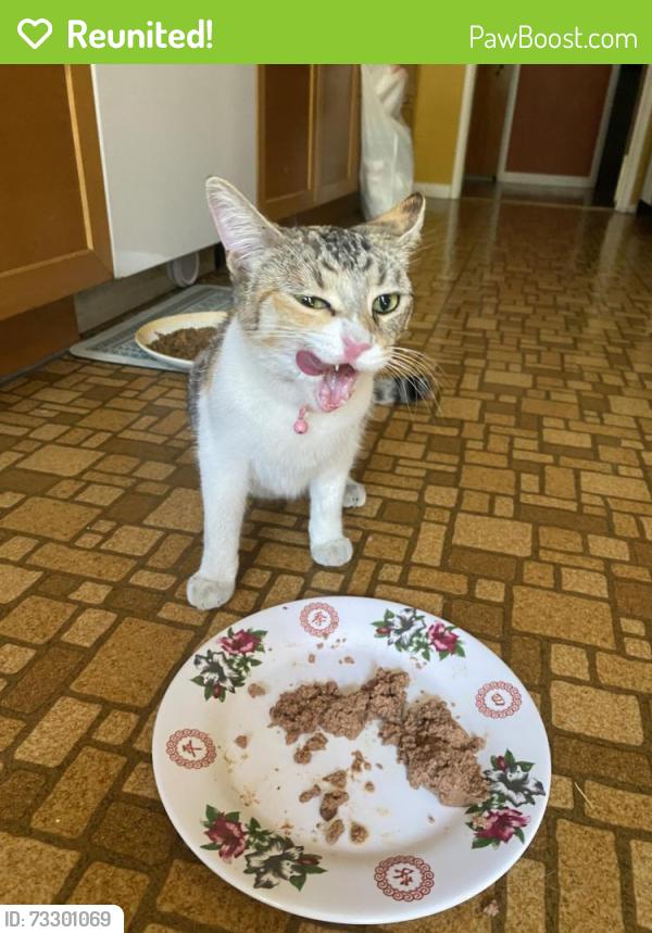 Reunited Female Cat last seen Lark Ellen cross street, Rowland Elementary School landmark, West Covina, CA 91791