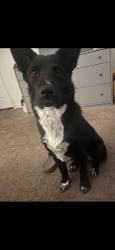 Lost Female Dog last seen Lyons and the old road, Stevenson Ranch, CA 91381