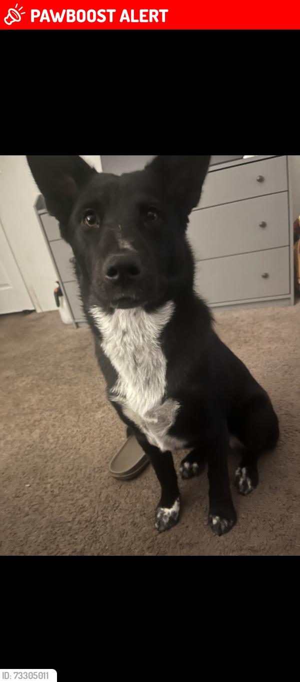 Lost Female Dog last seen Lyons and the old road, Stevenson Ranch, CA 91381