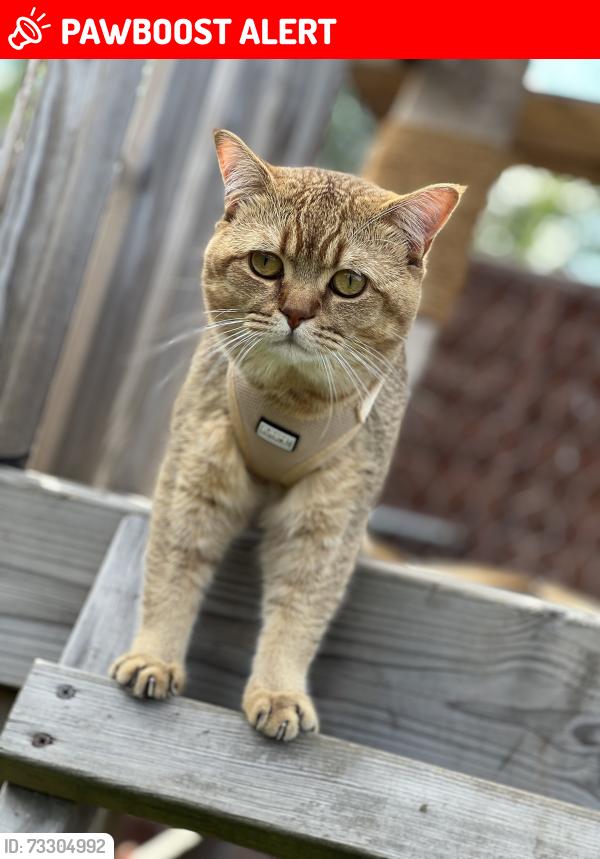 Lost Male Cat last seen Home, Greater London, England BR3 3RU