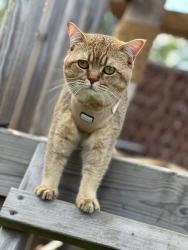 Lost Male Cat last seen Home, Greater London, England BR3 3RU