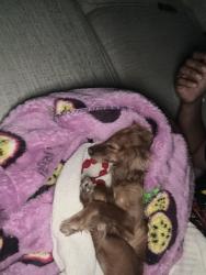 Reunited Female Dog last seen New York ave/ Tuthill st, Huntington, NY 11743