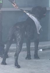 Reunited Male Dog last seen Venice police sub station near beach playground, Los Angeles, CA 90292