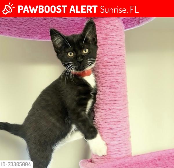 Lost Female Cat last seen Northwest 15th Court, Sunrise, FL 33351