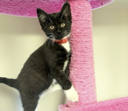 Lost Female Cat last seen Northwest 15th Court, Sunrise, FL 33351