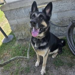 Shelter Stray Male Dog last seen Near BLK STUDEBAKER RD, LONG BEACH, CA 90815, 7700 E Spring St, Long Beach, CA 90815, USA