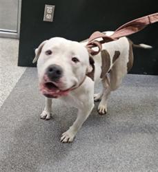 Shelter Stray Female Dog last seen , 3201 Lacy St, Los Angeles, CA 90031, USA