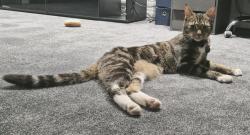 Reunited Male Cat last seen Westerleigh Road, South Gloucestershire, England 