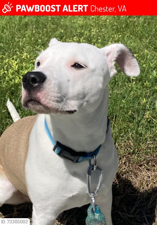 Lost Female Dog last seen Alfalfa lane, masonette apmts, holiday bowl bowling alley, Chester, VA 23831
