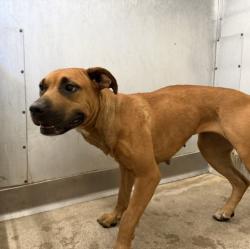 Shelter Stray Female Dog last seen Near BLOCK E 40TH, 333 Chandler Pl, San Bernardino, CA 92408, USA