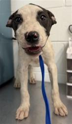 Shelter Stray Female Dog last seen Near BLOCK E 40TH, 333 Chandler Pl, San Bernardino, CA 92408, USA