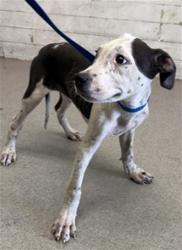 Shelter Stray Male Dog last seen Near BLOCK E 40TH, 333 Chandler Pl, San Bernardino, CA 92408, USA