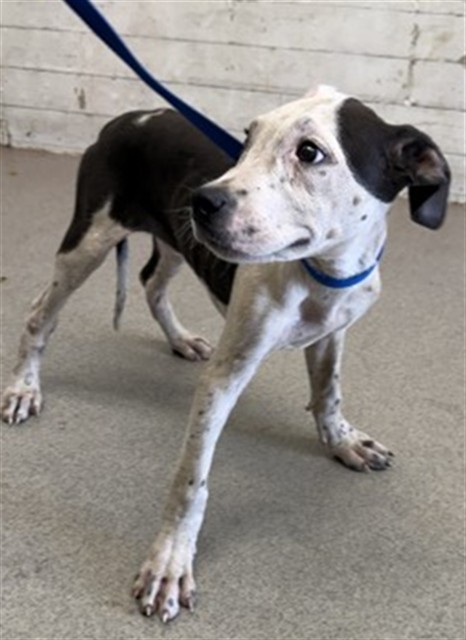 Shelter Stray Male Dog last seen Near BLOCK E 40TH, 333 Chandler Pl, San Bernardino, CA 92408, USA