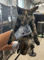 Shelter Stray Female Cat last seen TENNIS COURT, 333 Chandler Pl, San Bernardino, CA 92408, USA