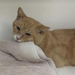 Shelter Stray Male Cat last seen Near, 2600 S Harding St, Indianapolis, IN 46221, USA