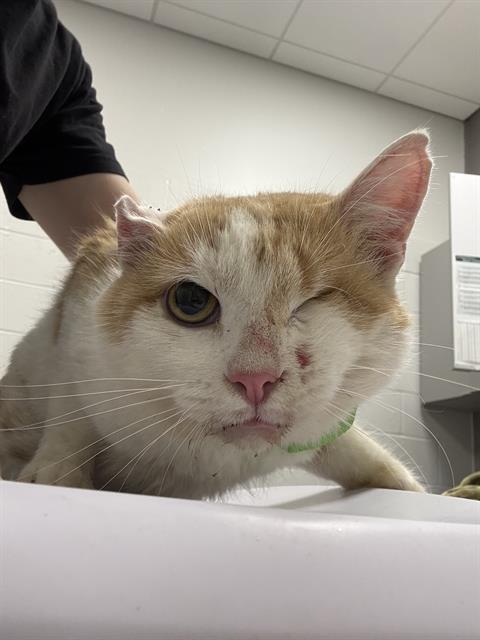 Shelter Stray Male Cat last seen Near, 2600 S Harding St, Indianapolis, IN 46221, USA