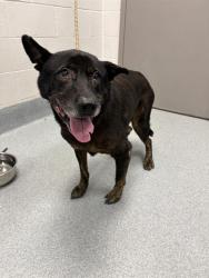 Shelter Stray Male Dog last seen Near, 2600 S Harding St, Indianapolis, IN 46221, USA