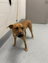 Shelter Stray Male Dog last seen Near, 2600 S Harding St, Indianapolis, IN 46221, USA