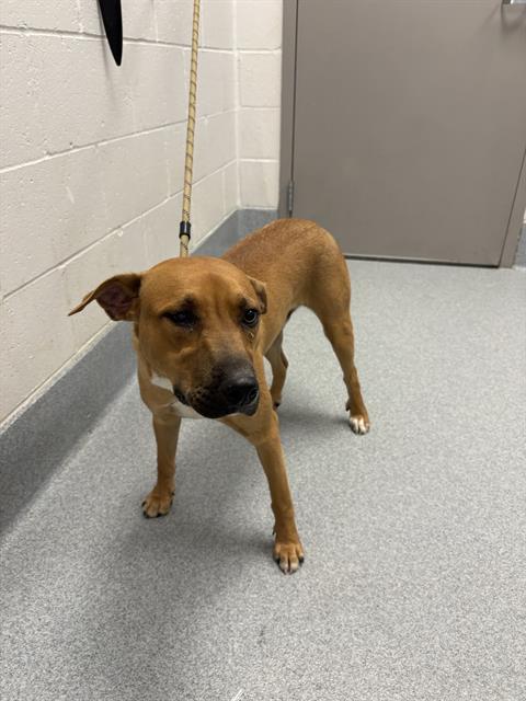 Shelter Stray Male Dog last seen Near, 2600 S Harding St, Indianapolis, IN 46221, USA