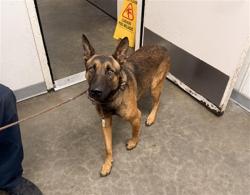 Shelter Stray Male Dog last seen , 1850 W 60th St, Los Angeles, CA 90047, USA