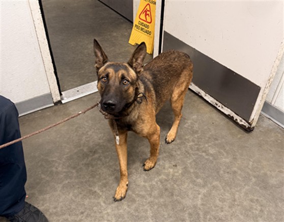 Shelter Stray Male Dog last seen , 1850 W 60th St, Los Angeles, CA 90047, USA