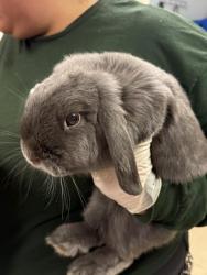 Shelter Stray Female Other last seen Near BLOCK VAN BUREN BLVD, JURUPA VALLEY CA 92509, 6851 Van Buren Boulevard, Jurupa Valley, CA 92509, USA