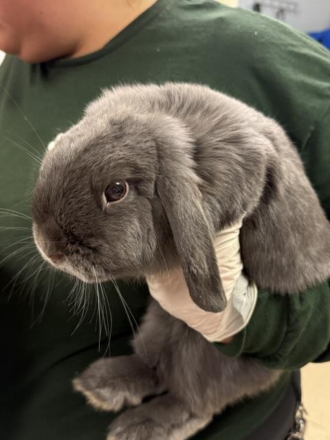 Shelter Stray Female Other last seen Near BLOCK VAN BUREN BLVD, JURUPA VALLEY CA 92509, 6851 Van Buren Boulevard, Jurupa Valley, CA 92509, USA