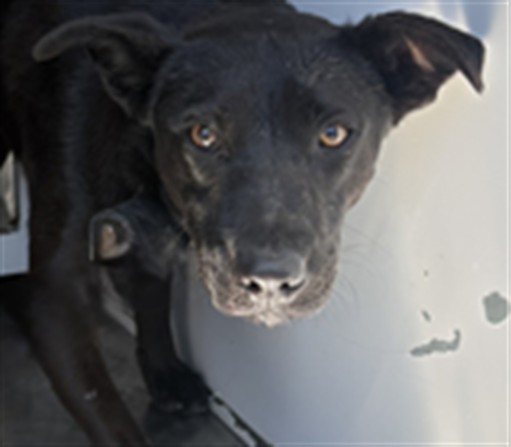 Shelter Stray Female Dog last seen , 1850 W 60th St, Los Angeles, CA 90047, USA