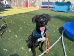 Shelter Stray Male Dog last seen , 14409 Vanowen St, Van Nuys, CA 91405, USA