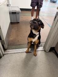 Shelter Stray Male Dog last seen , 14409 Vanowen St, Van Nuys, CA 91405, USA