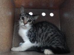 Shelter Stray Female Cat last seen , 2769 Conroy Rd, Orlando, FL 32839, USA