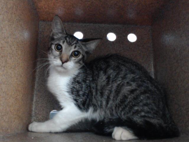 Shelter Stray Female Cat last seen , 2769 Conroy Rd, Orlando, FL 32839, USA
