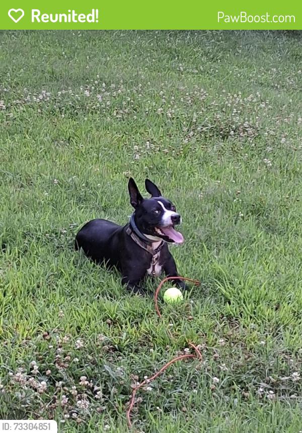 Reunited Male Dog last seen Blackjack rd, Flowery Branch, GA 30542