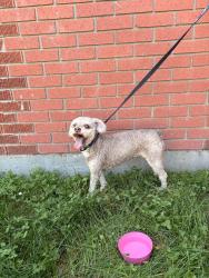 Found/Stray Unknown Dog last seen 132nd avenue by Balwin school, Edmonton, AB T5C 2A7