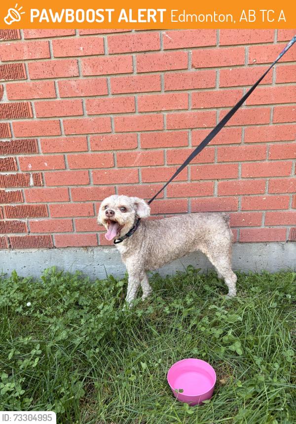 Found/Stray Unknown Dog last seen 132nd avenue by Balwin school, Edmonton, AB T5C 2A7