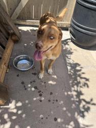 Reunited Male Dog last seen Via Cafetal, San Marcos, CA 92069
