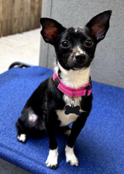 Lost Female Dog last seen S Iowa Ave and 49th SW (Possible sighting in Prairie Star Neighborhood), Campion, CO 80537
