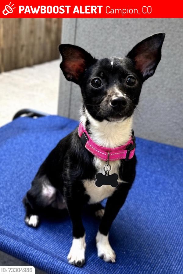 Lost Female Dog last seen S Iowa Ave and 49th SW (Possible sighting in Prairie Star Neighborhood), Campion, CO 80537