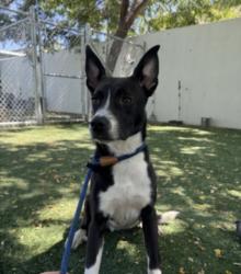 Shelter Stray Male Dog last seen , West Valley Animal Shelter, 20655 Plummer St, Chatsworth, CA 91311, USA