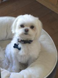 Reunited Male Dog last seen Rolling Hills, Rolling Hills Estates, CA 90274