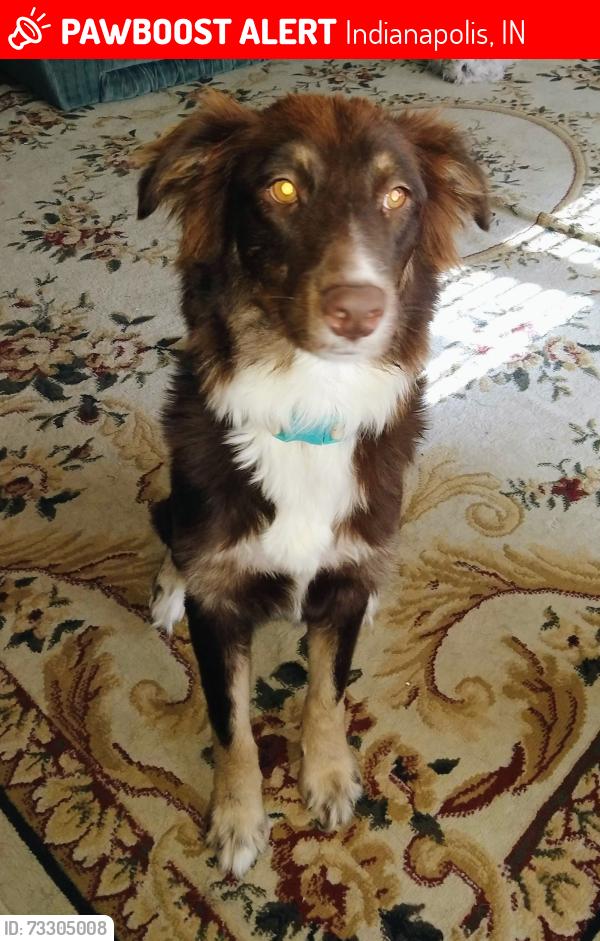Lost Female Dog last seen West Hanna Avenue and Bluff Road, Indianapolis, IN 46217