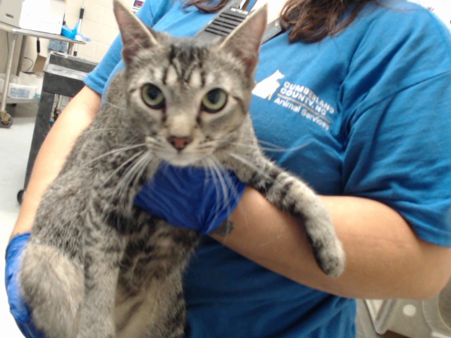 Shelter Stray Female Cat last seen Near BLOCK LATROBE AVE, FAYETTEVILLE NC 28304, 4704 Corporation Dr, Fayetteville, NC 28306, USA