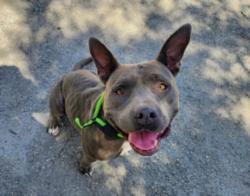 Shelter Stray Female Dog last seen , 957 N Gaffey St, San Pedro, CA 90731, USA