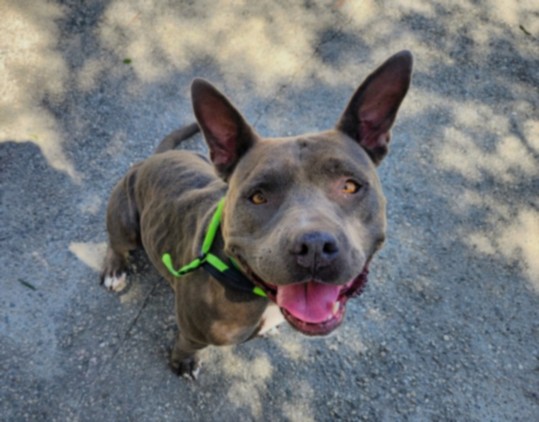Shelter Stray Female Dog last seen , 957 N Gaffey St, San Pedro, CA 90731, USA