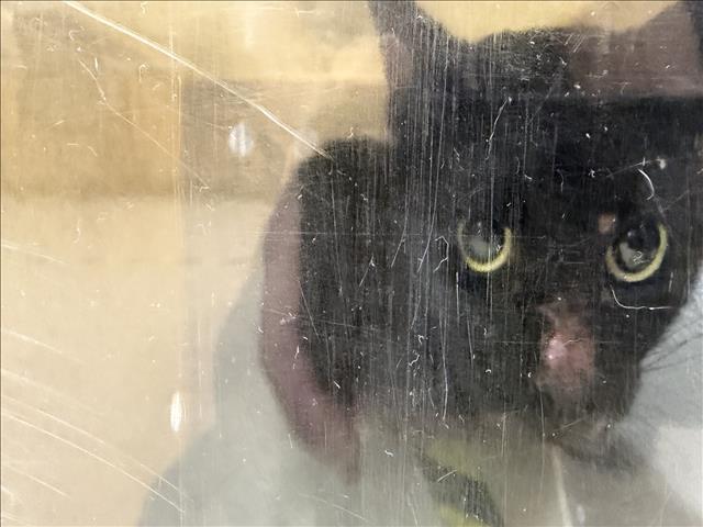 Shelter Stray Male Cat last seen , 957 N Gaffey St, San Pedro, CA 90731, USA