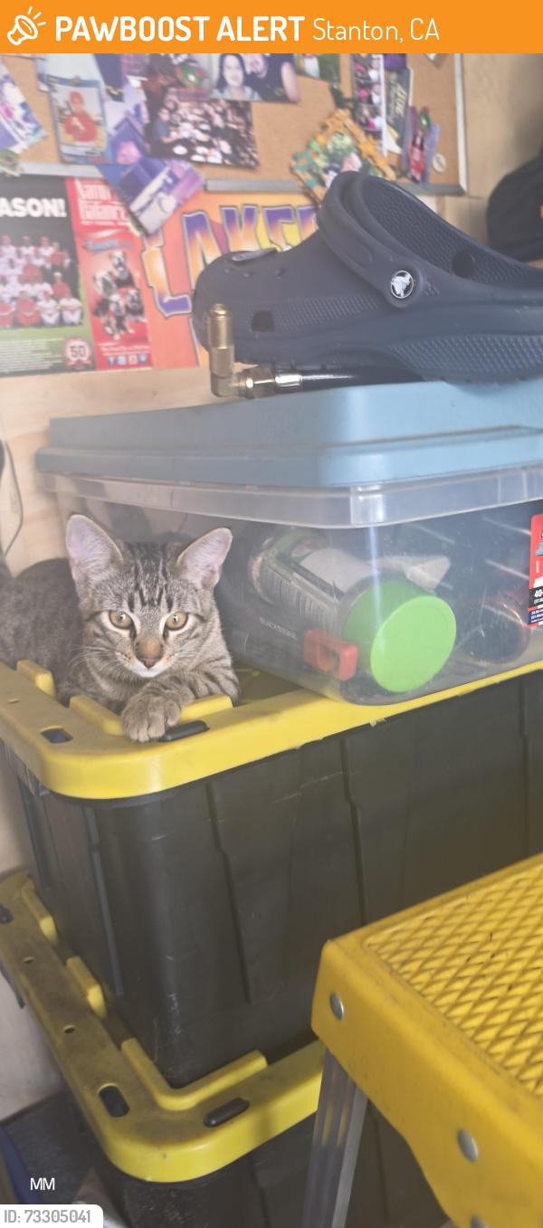 Found/Stray Unknown Cat last seen Western and Cerritos, Stanton, CA 90680